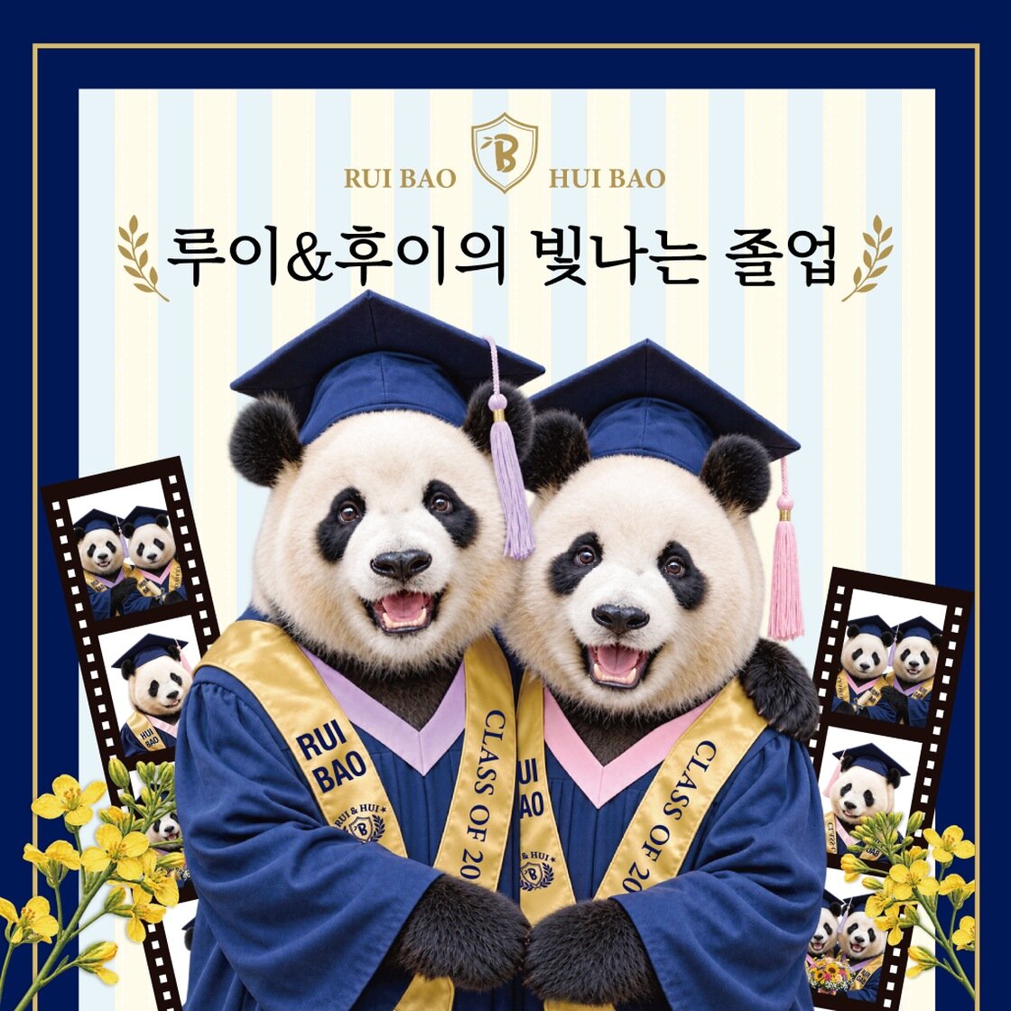 루이&후이의 빛나는 졸업식