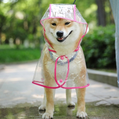 비오는 날 댕댕이 산책 투명 강아지 판쵸 우비