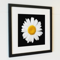 프레임 아트액자 / FA015 플라워 가든 데이지
