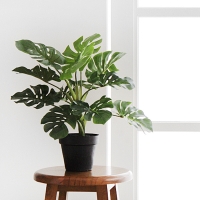 몬스테라 블랙 pot(50cm)