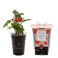 컵가든_방울토마토
