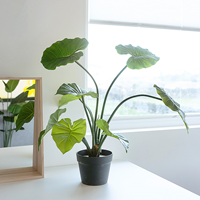 인테리어 알로카시아 M(70cm)