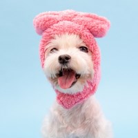 뽀글리본모자 (OASD-SH6008)