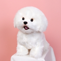 이젠돌스 위더펫 리얼 강아지 인형 장난감 비숑