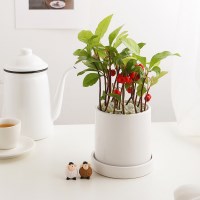 소소한잡화점 공기정화식물_천냥금+피규어