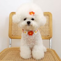 몽앤치크 강아지 데이지 꽃 목걸이