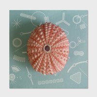 성게램프 / 진분홍 성게