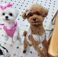 반짝반짝나시