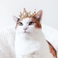 골드 왕관 티아라 고양이 강아지 옷 모자 할로윈 코스튬 MIYOPET