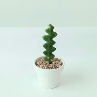 피쉬본생선뼈 선인장 립살리스쇼우 가시없는 다육식물