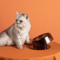 강아지 밥그릇 고양이 물그릇 애견 각도 조절 식기