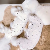 애견의류 강아지옷 티셔츠 피오 올인원