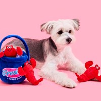 [위글위글] 노즈워크 장난감 - Lobster