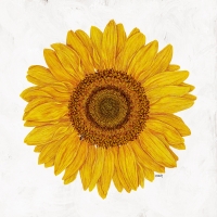 CHANH 해바라기 POSTER