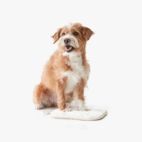 그루밍잼 포포 타올