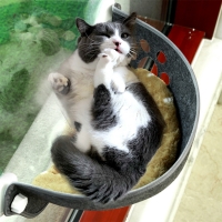 고양이 하우스 윈도우 캣타워 창문 해먹