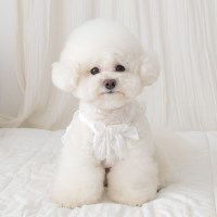 에덴숑-Ribbon banding T (리본밴딩티) - White