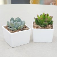 미니 사각 다육화분 2종세트 (다육포함)