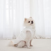 루비디 강아지 밀키 하네스 패딩(밀크화이트/딸기우유핑크) S~XL