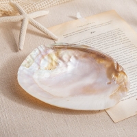 비단 조개껍질 1P