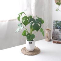 라이트 몬스테라 조화 화분