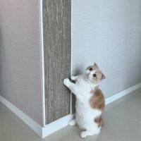 고양이 스트래쳐 붙이는 벽크래쳐 벽지가구 훼손 방지