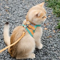 고양이 하네스 고양이전용 산책줄 야광 가슴줄