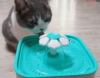 고양이 강아지 스마트 정수기 분수형자동 2L