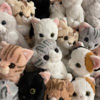 KITTEN아기고양이 시리즈