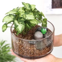 원형 유리 수경재배 DIY 실내공기정화 인테리어 화분