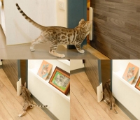 반자동 방묘문 방묘창 강아지 고양이 자동문 냥이패스