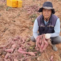 햇고구마 해남꿀고구마 베니하루카 해풍 세척 고구마