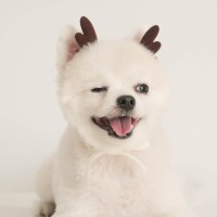 강아지 크리스마스 루돌프 머리띠 갈색뿔