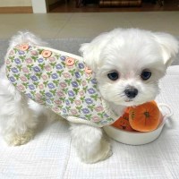 냥슬아치 고양이 강아지 옷 실내복 할매 기모 수면조끼 애견