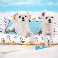 [Peanuts] 피너츠 팝시클쿨플랫 베드