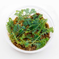 미미네아쿠아 테라리움 식물 셀라지넬라 운시나타 1컵