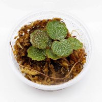 미미네아쿠아 테라리움 식물 야쿠시마 바위취 1컵