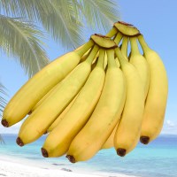신선 프리미엄 수입 바나나 2.6kg이내/2송이