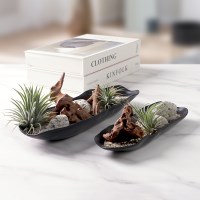 틸란드시아 이오난사 괴목뿌리 테라리움 인테리어 소품