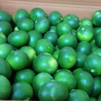 제주 청귤 풋귤 3kg