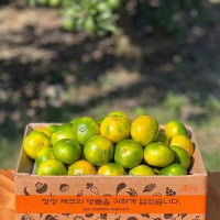 제주 타이백 감귤 프리미엄 4.5kg