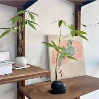 공기정화 식물 1위 미니 단지 알파키라 - 세라믹