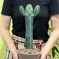 화분포함 완제품 아미고 멕시코 중형 만세 용신목 선인장