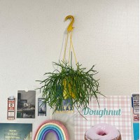 관리가 쉬운 행잉플랜트 립살리스  - 컬러 행잉포트