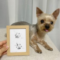 강아지 발도장 추억 액자 키트 반려견 고양이 생일 선물 용품