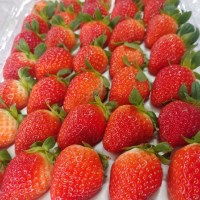 산지직송 새콤달콤 설향 딸기 750g (30구)