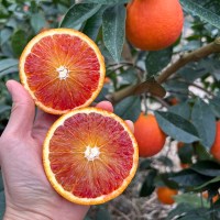 제주 블러드 오렌지 혼합과 2.5kg