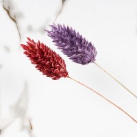 파라리스 포플란츠 프리저브드 드라이플라워 10송이 한단