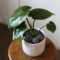 공기정화식물 몬스테라 Porcelin Veil 도자기 화분(S)