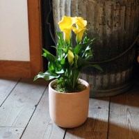 [시즌상품]토분 속 작은 정원(A Garden in Clay) 카라 꽃 화분 선물